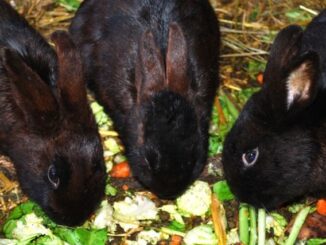 Aliments pour lapins et rongeurs : guide d'achat