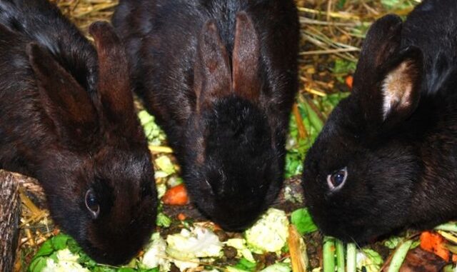 Aliments pour lapins et rongeurs : guide d'achat