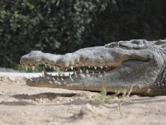 observer les alligators