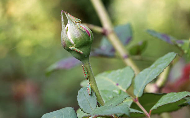 cicadelles-du-rosier