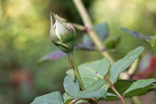 cicadelles-du-rosier